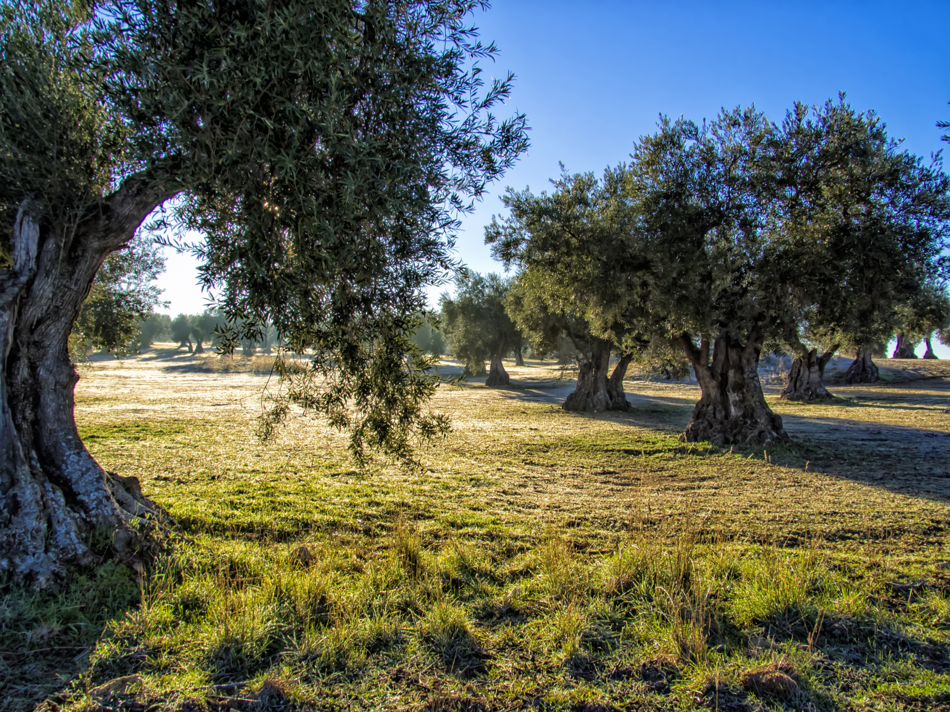 L'oliveto Agresti ad Andria