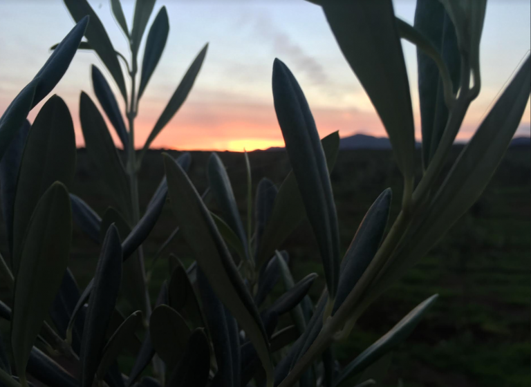 Nuovi orizzonti e opportunità per un’agricoltura che guardi all’inclusione