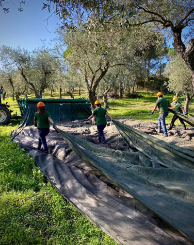 L’olivagione 2020 in Sardegna