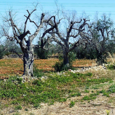 Verso quale futuro per gli olivi nel Salento?