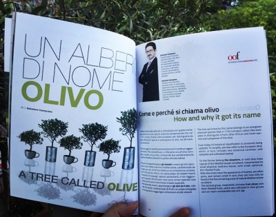 Un albero di nome olivo