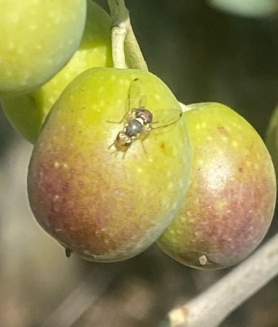 La tanto odiata mosca delle olive