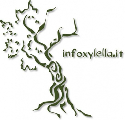 Xylella fastidiosa in Belgio su lotto di olivi provenienti da un vivaio spagnolo: piante già distrutte