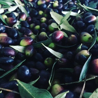 Queste le olive