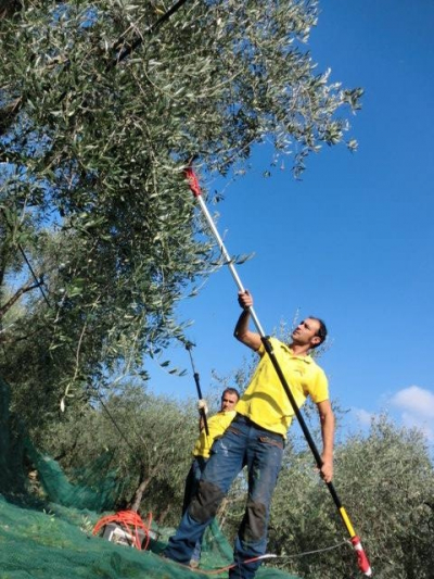 L’olivagione 2018 in Liguria