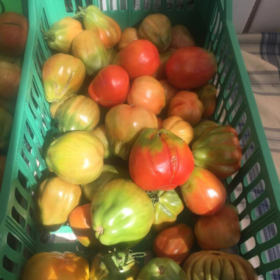 Pomodoro, pomo d’oro