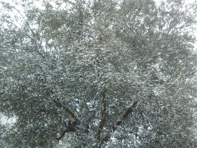 La neve sopra gli olivi