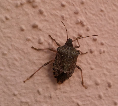 Halyomorpha halis