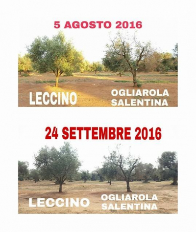 Xylella fastidiosa, il confronto