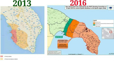 Xylella fastidiosa, ieri e oggi