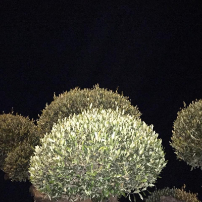 Teste di olivo viste di notte