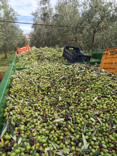 Un pieno di olive
