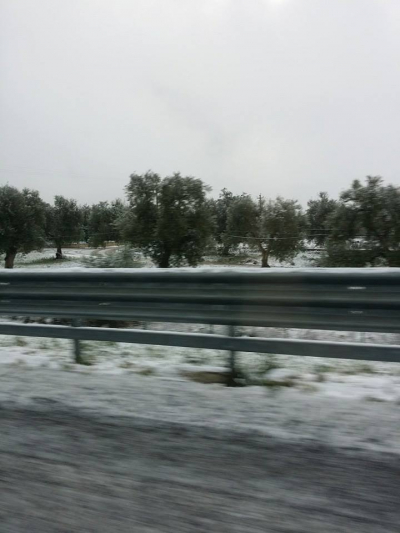 Neve tra gli olivi
