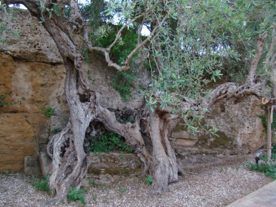 Il monumentale di Castelvetrano