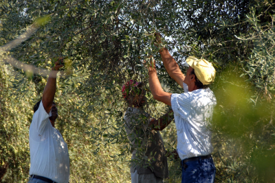 Olivagione a Noto, negli oliveti di Felice Modica