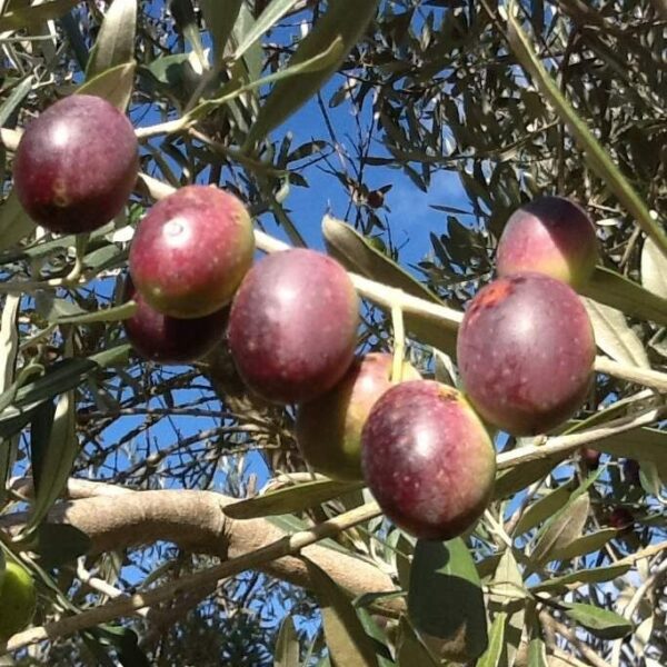 Quel che serve sapere, e ancora non sai, intorno al miglioramento genetico delle olive da tavola e a duplice attitudine