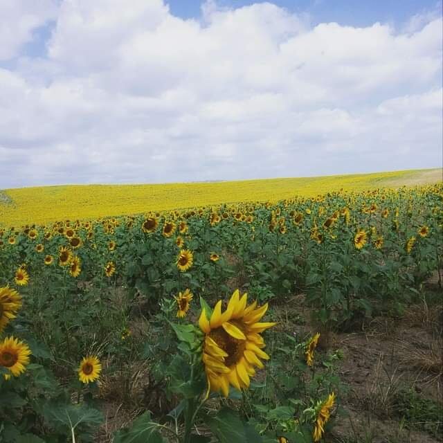 Il rincaro della materie prime di origine agricola rischia di mettere in difficoltà la ripresa