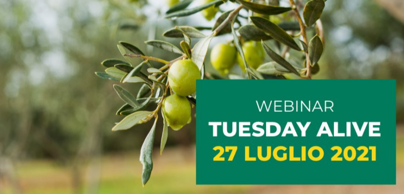 La difesa fitosanitaria dell’olivo, tutto quel che serve sapere