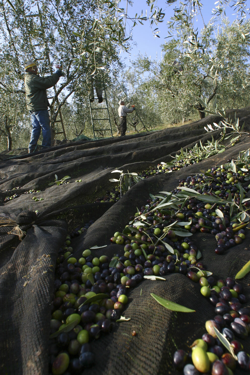 Si sta lavorando per l’inserimento del Chianti nel Patrimonio mondiale Unesco