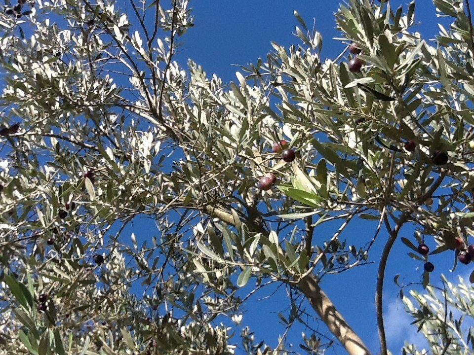 La nuova vita degli oliveti abbandonati in Toscana