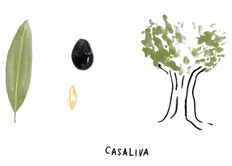 Quali sono le regole per indicare le varietà di olive in etichetta