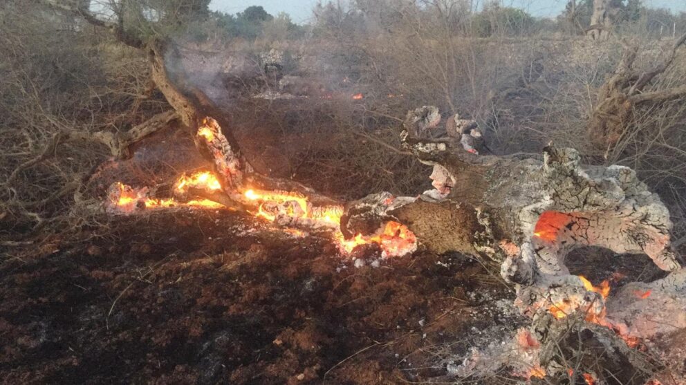 Boschi in fiamme. Prevenire si può