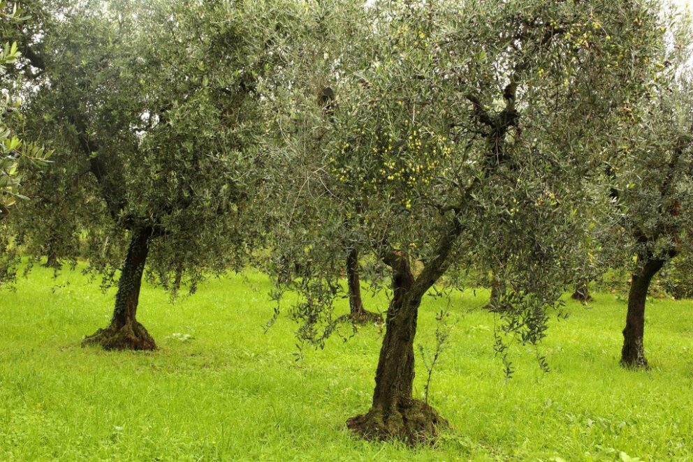 L’olivagione 2021 sembrerebbe in lieve ripresa. Quanto meno al sud