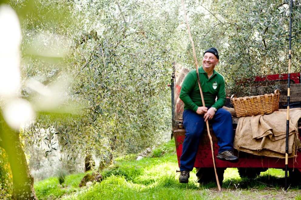 Tutto quel che occorre sapere sulla raccolta delle olive
