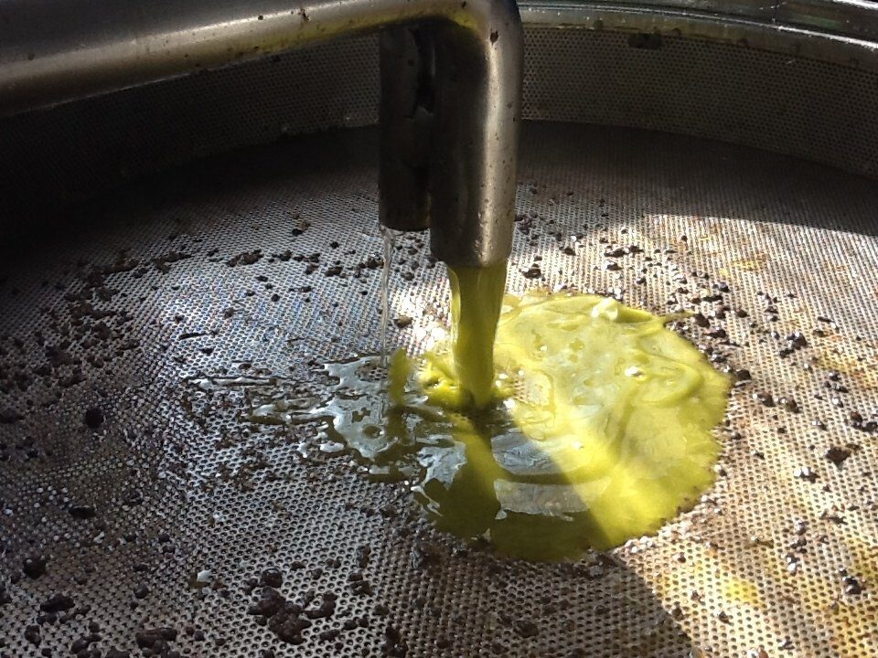 È l’olio da olive a segnare numeri da record