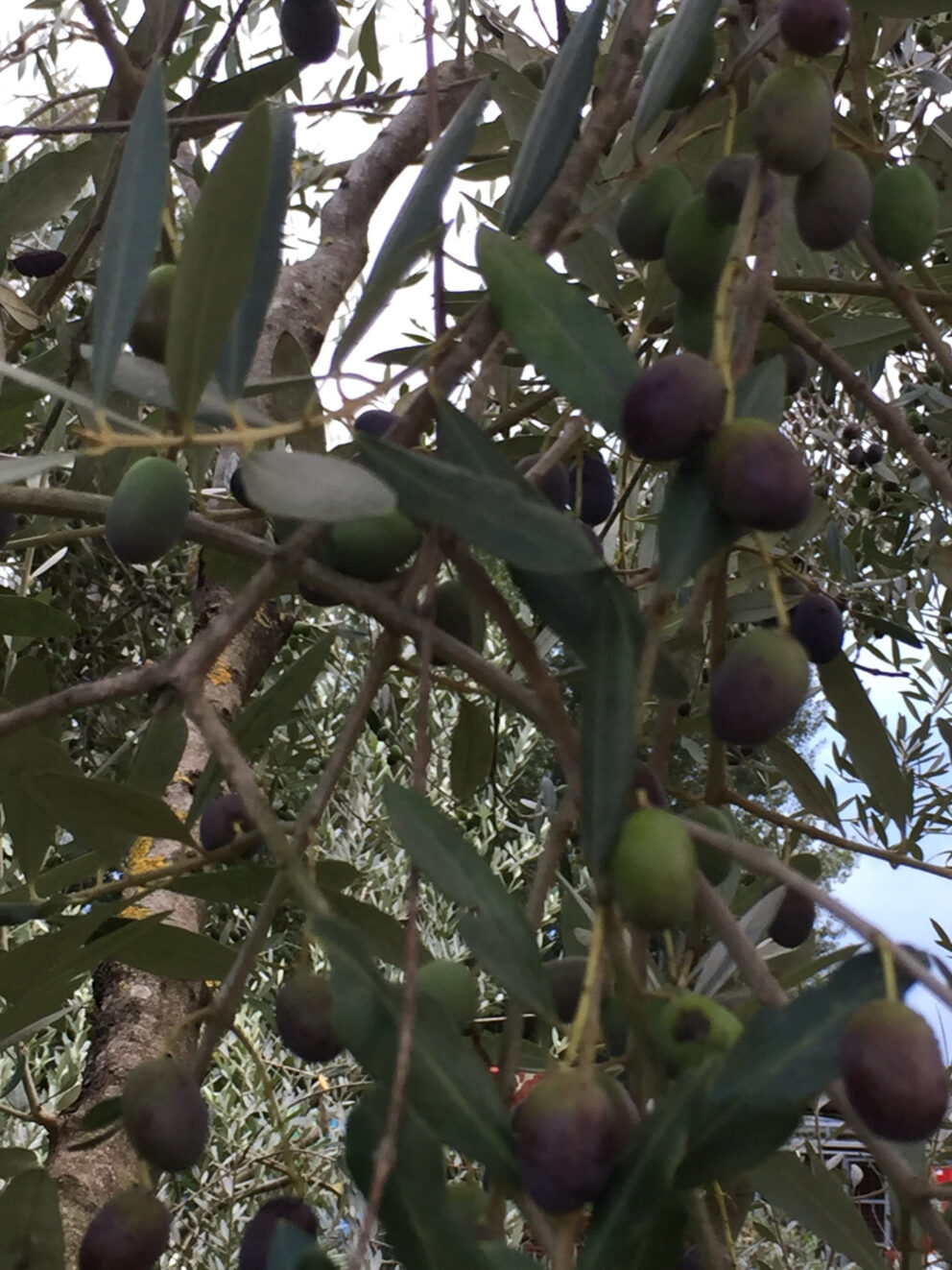 Biodiversità e innovazione per un olio extra vergine di oliva di qualità