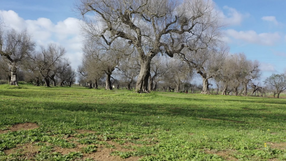 Cosa c’è di nuovo sul fronte Xylella? I sensori multispettrali