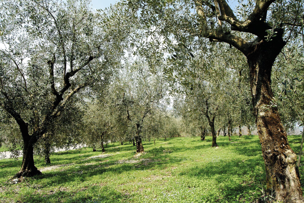 Cosa succede quando è lo Stato a condannare all’estinzione l’olivicoltura eroica del nord Italia?