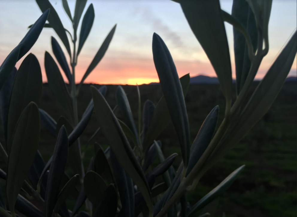 Cosa comporta l’embargo in termini economici per l’agricoltura italiana