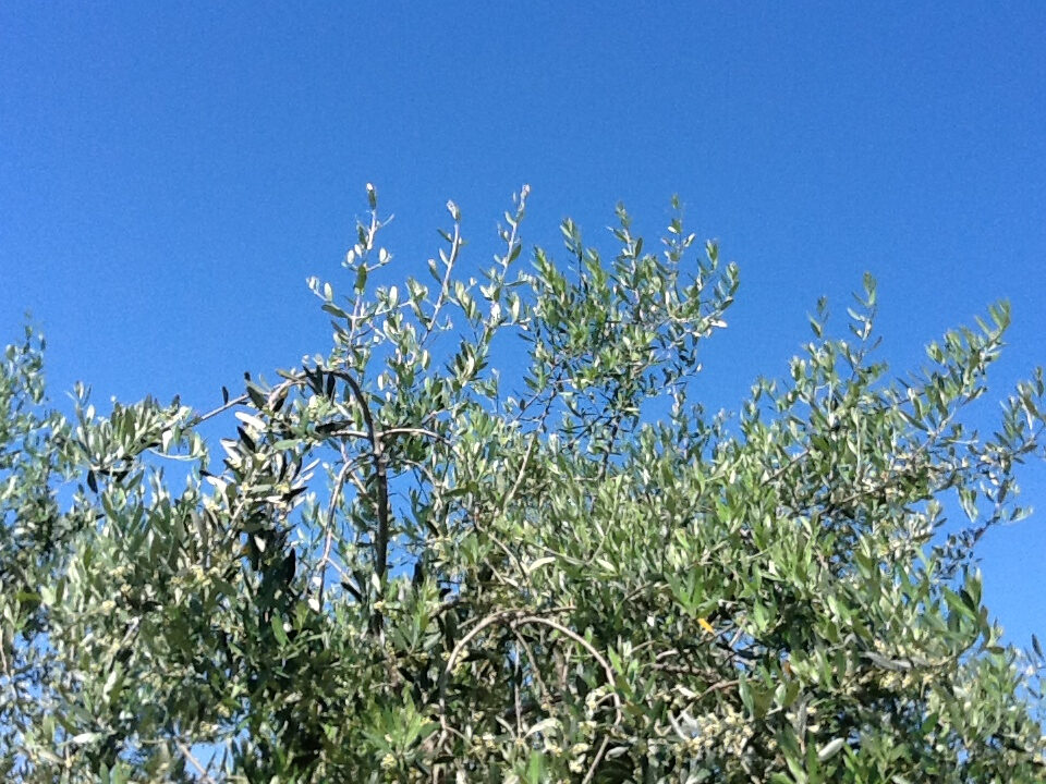 Dove va l’olivicoltura italiana in questi anni Venti?