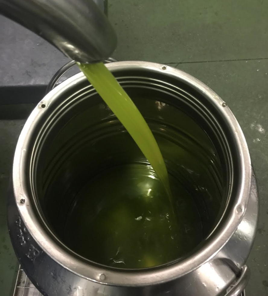L’olio da olive traina l’importante fatturato di Dcoop