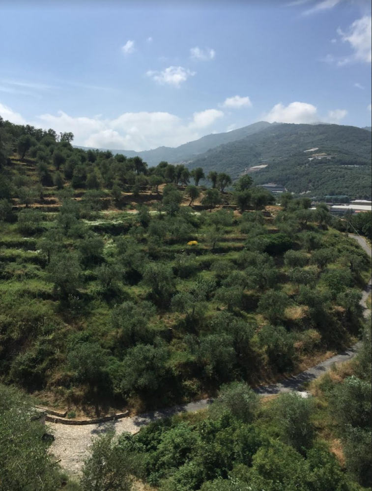 L’olivicoltura ha bisogno di giovani. Una Scuola dell’olio e dell’olivocultura in Toscana