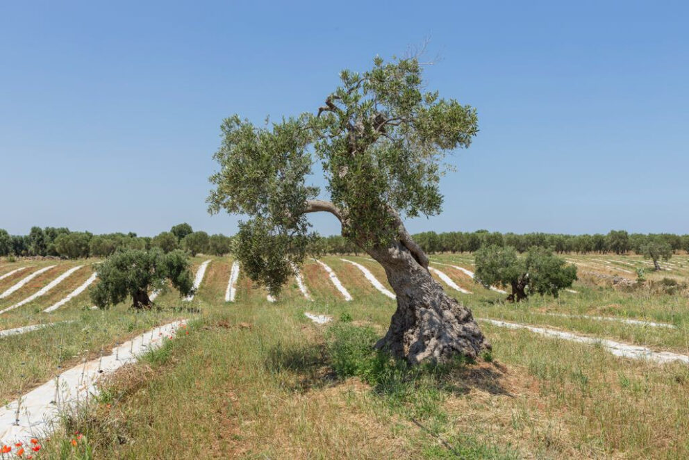 Aiuti e interventi mirati per la rigenerazione della Puglia olivicola