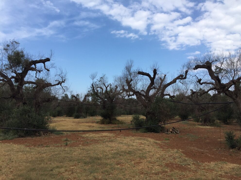 Puglia, al via la mappatura degli ulivi in contrasto alla Xylella