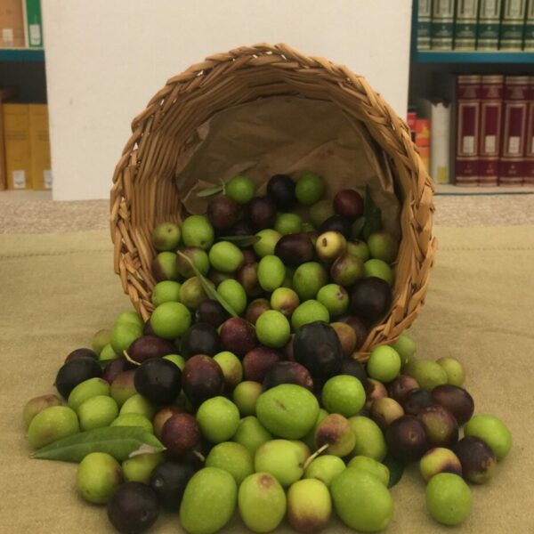 Le migliori olive da mensa al concorso Monna Oliva