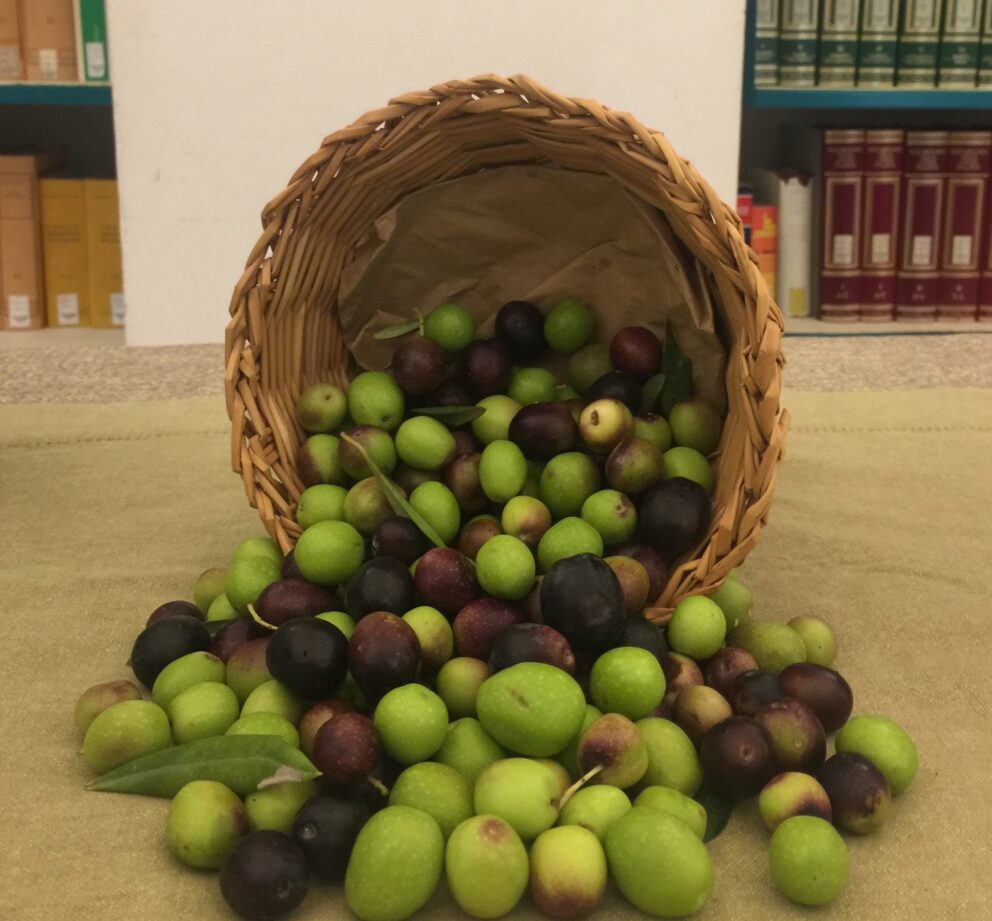 Le migliori olive da mensa al concorso Monna Oliva