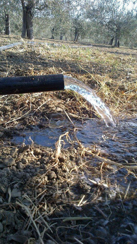 Non c’è abbastanza acqua: forti criticità per l’olivicoltura italiana