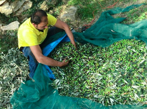 Contratti di fornitura olive
