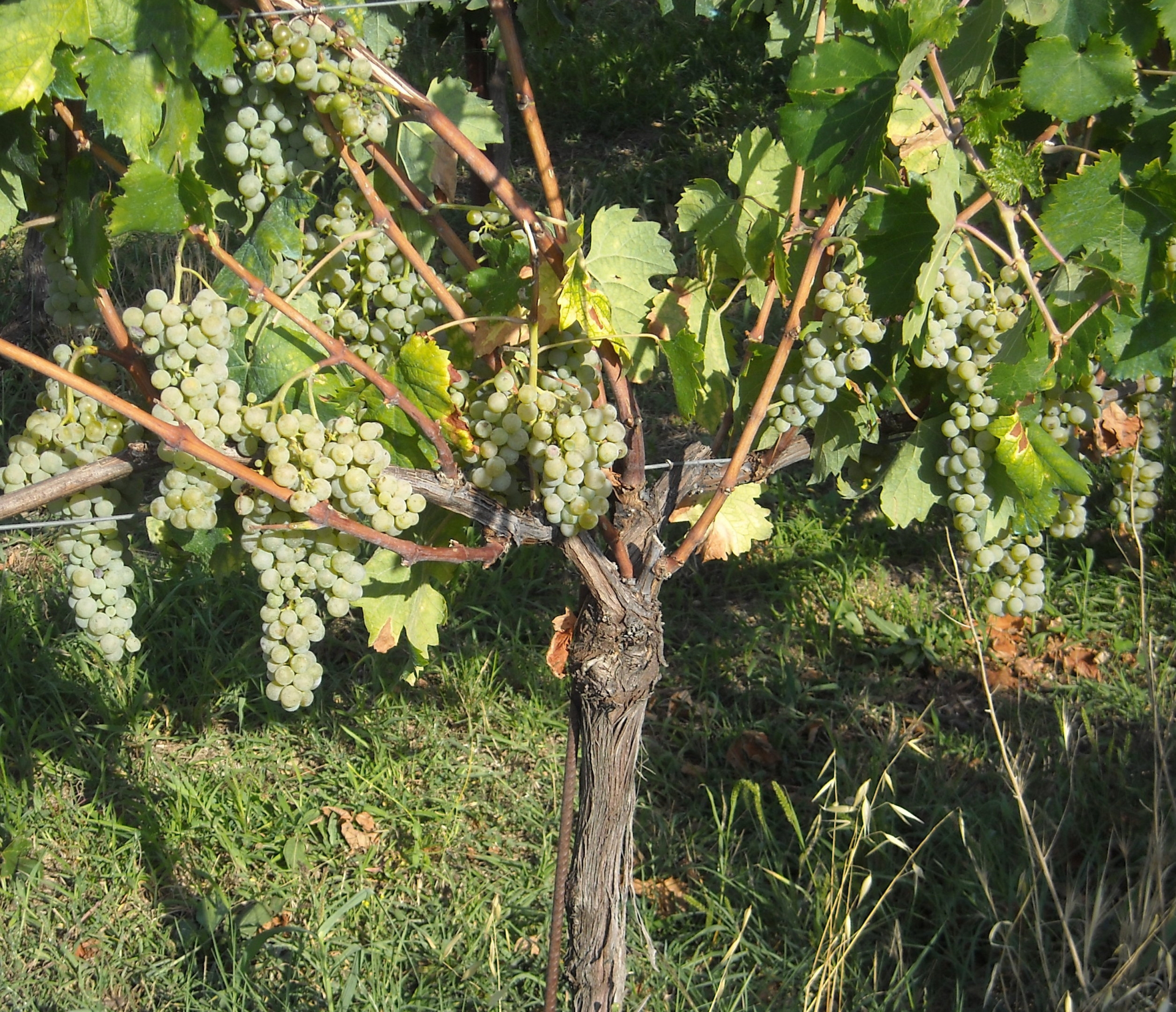 Il Sagrantino, un vino di successo