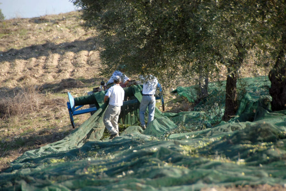 Che olivagione sarà
