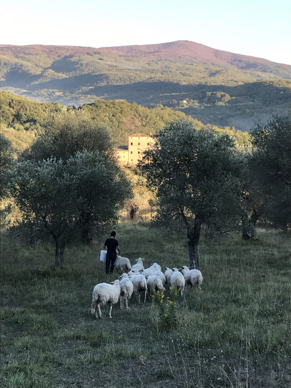 Il vero olio da olive e l’autenticità rurale