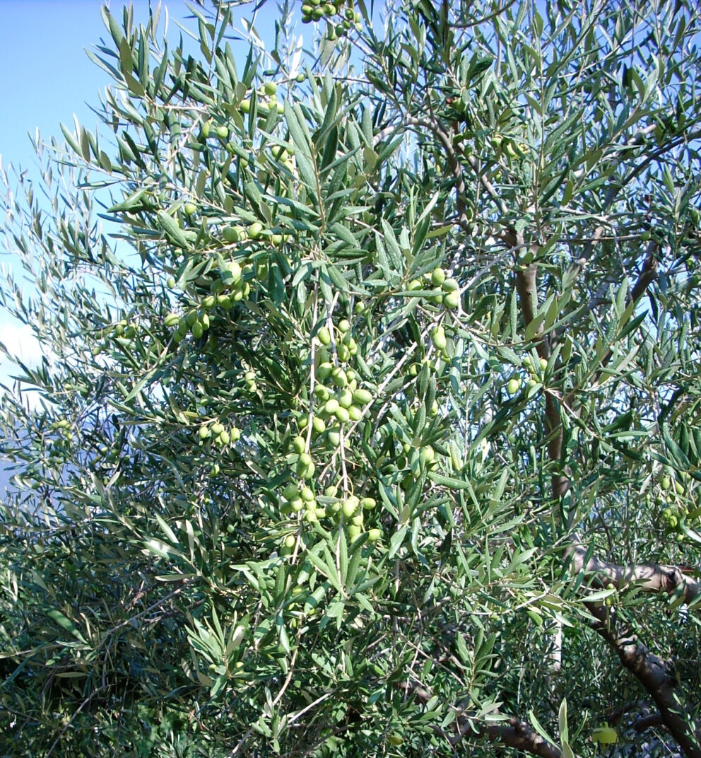 La cascola verde dell’olivo