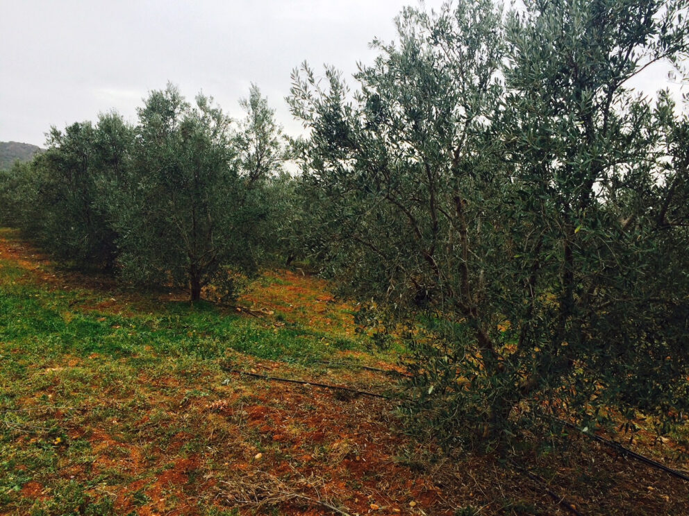 Dove va l’olivicoltura tunisina