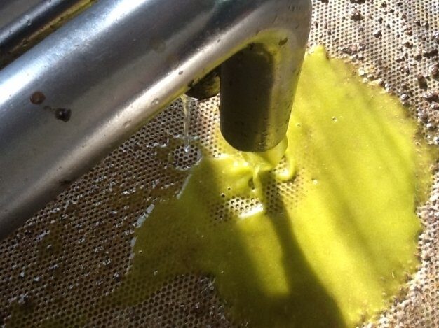 Olio e olive, ultime news