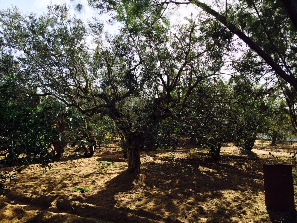 L’olio negli altri Paesi