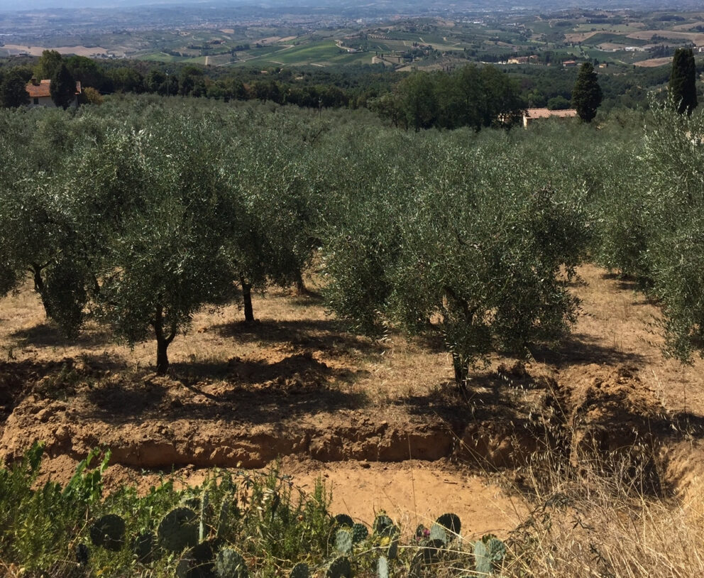 Notizie di olio e olive dal mondo